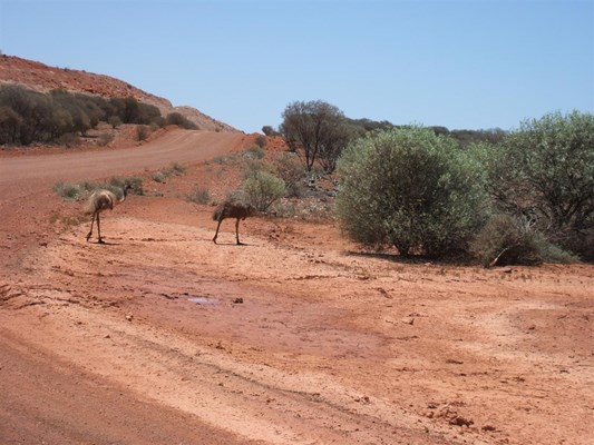 General - Emus